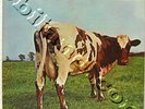 Pink Floyd Rare Japanese Quadraphonic LP
