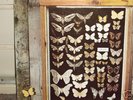 MAYFLY - SAME