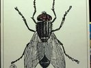 LA MOSCA The Fly orig '70 spanish Movieplay prog psych