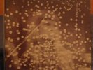 THE DOVES   CEDAR EP  RARE ORIGINAL 1st ISSUE 10