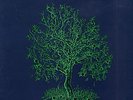 Nick Drake - Fruit Tree    The Complete Recorded Works