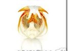 KINGS OF LEON AHA SHAKE HEARTBREAK LP V RARE 300 MADE