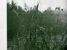 CAROL OF HARVEST Same LP rare German folk psych prog