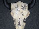 LAMB OF GOD PROMO STEER SKULL SIGNED COA  RARE