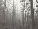 THE CURE - A FOREST (EXTENDED) - RARE 1980 UK 12