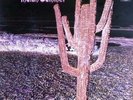INDIAN SUMMER same - orig. UK NEON LP von 1971