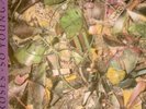 Stone Roses - So young / Tell me  / only 1200 copies