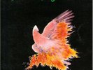   Fraternity LP Flaming Galah Bon Scott Orig