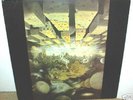 ALGARNAS TRADGARD  self titled  LP   Swedish