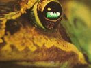 TOAD - SAME (RCA UK 1972 ORIG SUPERB PROGRESSIVE LP