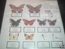 THE JAM/BUTTERFLY COLLECTOR/2 LP LIVE