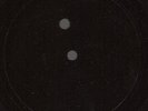 DANDY LION -VIVES (10