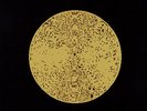 Nurse With Wound - Soliloquy For Lilith [Very Rare]MINT