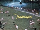 THE FLAMINGOS ORIGINAL 1959 CHECKER LP BLACK LBL VG+++