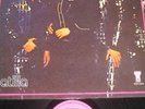 Shocking Blue  '72 Dutch LP Atilla  psych prog