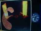THE CLEAN RARE NEW ZEALAND FLYING/NUN GREAT SOUNDS GREA