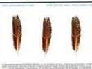 Appleseed Cast Low Level OWL I+II LP (dashboard, emo)