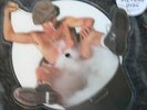 AC/DC AC DC YOU SHOOK ME  RARE SHAPED PICTURE DISC MINT