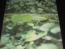CHRISTIE KILLER U.K 1st Press LP For All Mankind  mint-