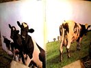 1970 1st Cover   PINK FLOYD - ATOM HEART Prog Psych TOP