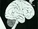 Private Psych Folk LP THE EXPANDING CIRCLE Conscious