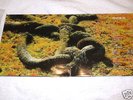 ART ZOYD PHASE IV FRENCH DOUBLE LP MINT COVER GATEFOLD