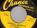 FLAMINGOS Chance1133