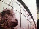 Pearl Jam VS. Lp Original Press OOP Grunge