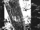 EA 80 - Grüner Apfel Doppel10