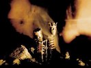 Pearl Jam Riot Act Vinyl