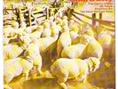 THIS COUNTRY OF MINE EP SLIM DUSTY OZ HILLBILLY/COUNTRY