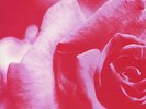 THE WAKE, CRUSH THE FLOWERS V RARE 7