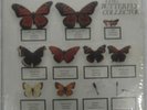 THE JAM-The Butterfly Collector 2xlp RARE LIVE 1979