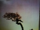 U2 Native Son Vinyl 12