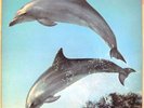 Orange Juice You Can't Hide Your Love Forever LP