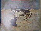 ANTONIO ADOLFO VIVA VOZ Viralata Bossa LP BRAZIL HEAR
