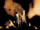 Pearl Jam Riot Act US Vinyl 2LP Sealed Eddie Vedder