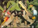 EXTREMODURO - SOMOS UNOS ANIMALES -  LP
