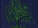 Nick Drake Fruit Tree, 3LP Box Set (Vinyl), Island 1979