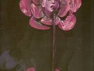 GENESIS: Live In Montreal 3 LPs Box Rare Swingin' Pig