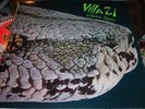 VILLA 21 ELECTRIC POISON´87 GREEK LP w/FREE EP MINT   