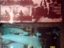 FREE - TONS OF SOBS - ORIGINAL LP - BLACK/ORANGE LOGO