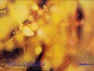 STEAMHAMMER SAME EXC & RARE UK ORIGINAL