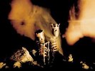 Pearl Jam - Riot Act vinyl - RARE Double LP