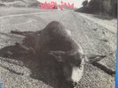 Pearl Jam 