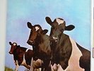PINK FLOYD madre de corazon atomico LP atom heart MEXIC