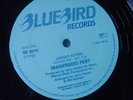 MANFREDO FEST JUNGLE KITTEN LATIN DISCO UK FUNK 12