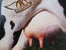 AEROSMITH - Get A Grip (Rare Original Dutch 1993 2LP)