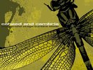 COHEED AND CAMBRIA SSTB 1/1000 WHITE 1ST US PRESS