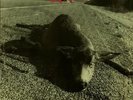 Pearl Jam Who Killed Rudolph Rarest Fan Club 7
